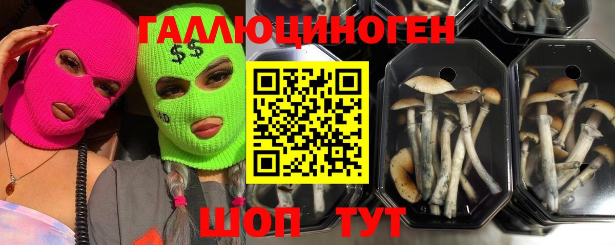Псилоцибиновые грибы Psilocybe Чусовой